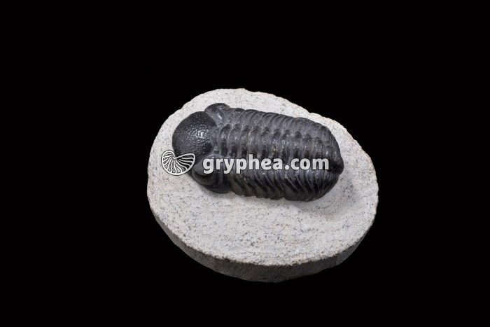 Trilobite - gryphea.com